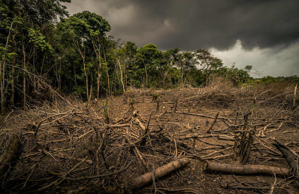 deforestación