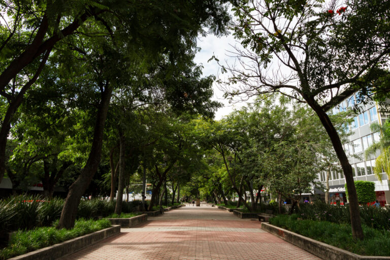 arbolado urbano