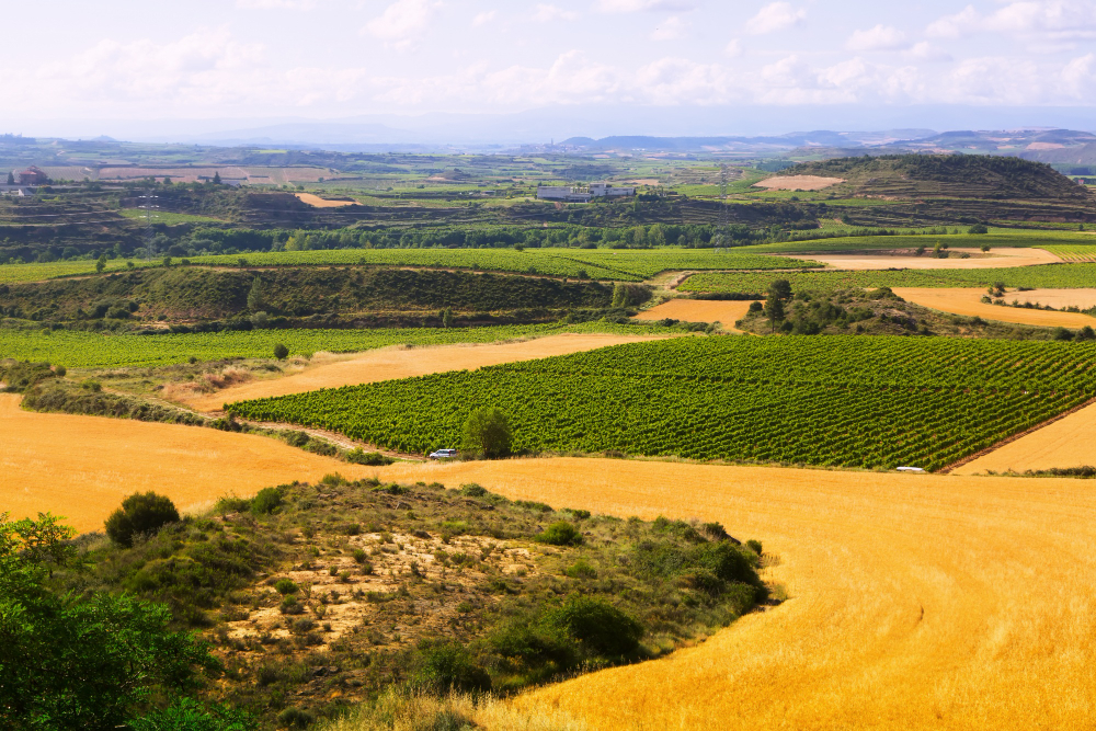 sector agrario
